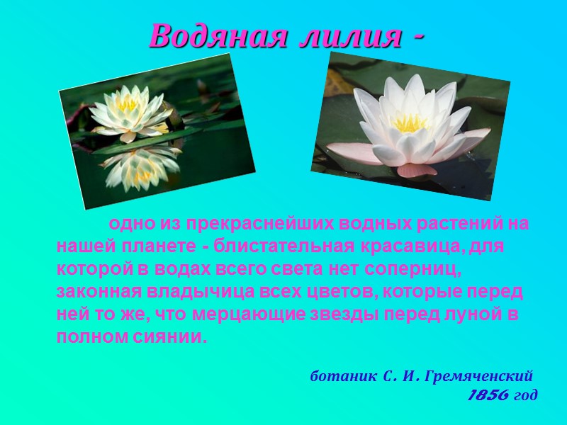 Водяная лилия-            